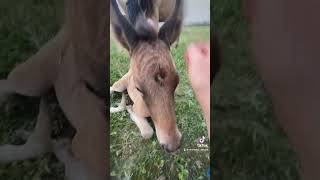 Жеребёнку только один день #horse #rek