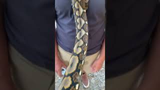 Hanging out with big snakes!#shorts #snake #bigsnake #reticulatedpython #hangout #dream #pets #pet