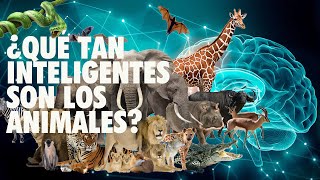 ¿Qué tan inteligentes son los animales?