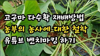 [고구마재배] 고구마 다수확 방법 | 고구마 2배 수확 가능할까? | 올 가을에 결과 기대하세요~