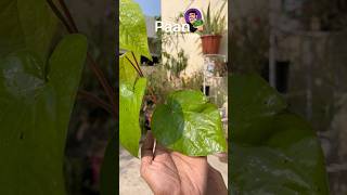 Paan plant Kaise Grow Karen #plants #gardening #youtube #shorts