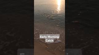 Early Morning Catch #short #shortvideo #shortsfeed #everyone #fishing #fish #beach