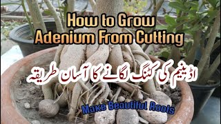 How to Grow Adenium From Cutting | Best antifungal | Cutting Soil Media | urd Hindi