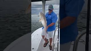 GIANT!  #fishing #fishingdaily #fishingshorts #redfish #saltwaterfishing #shorts