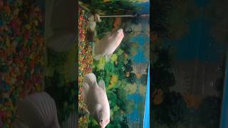 Cute White Fish Aquarium - Watch Them Swim in Crystal Clear Water #shorts #shortsfeed #trending #zoo