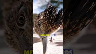 The Roadrunners | Fast-Running Ground Cuckoos #shorts