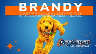 Goldendoodle, 5 m/o, “Brandy” | Amazing Goldendoodle Training | Off Leash K9 Training Spokane