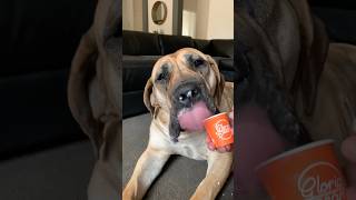 Boerboel and Her Puppacino #shortsfeed #shortsbeta #boerboel