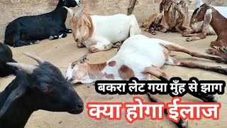 बकरियो बकरो के मुँह से झाग आ रहा है क्या ईलाज करें |Vimalumrao