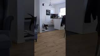 Puppy stealing food bag