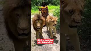 Africa Lion #shorts