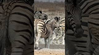 Zebra in Etosha National Park, Namibia.