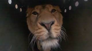 Nose-to-nose with a lioness!