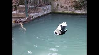 CANARDS  DE BARBARIE   FAISANT  LEUR   BAIN  N1