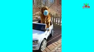 Умная собака доставщик /  Smart dog delivery man