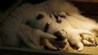 PERROS DE MONTAÑA DE LOS PIRINEOS - LA BORDA D'URTX