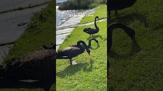 Black swans 21