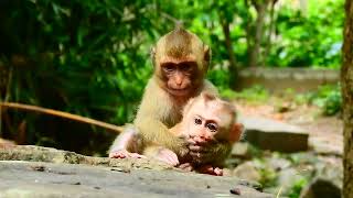 So cute babies monkey