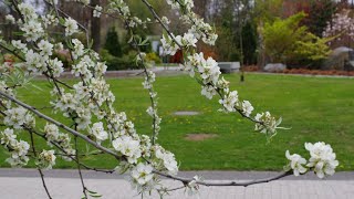 Park nad Nacyną - Rybnik