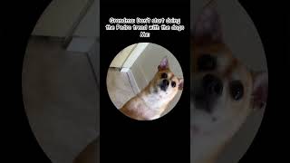 Pedro Pedro Pedro #dog #chihuahua #pets #trending #viral