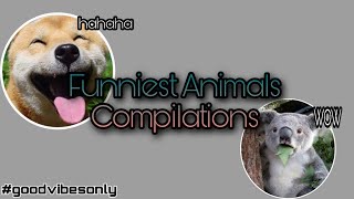 Funniest animals compilation Part 1