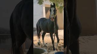 Stallion horse Marawadi #newsong #shortsfeed #shortsvideo #horselover #viral