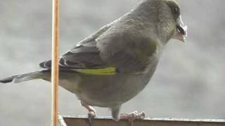 Zvonek zelený (Carduelis chloris) European greenfinch