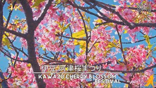 伊豆河津桜まつり - Izu Kawazu Cherry Blossom Festival - Japan city Walk Tour | 2024/02【4K 60】