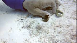 Small black blenny