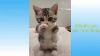 Забавные животные Funniest Animals №13