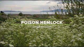 Poison Hemlock