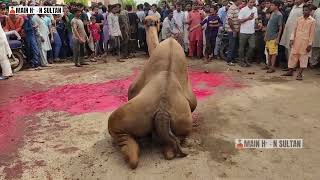 CAMEL QURBANI | HAVELI | EID UL ADHA | Nazimabad Number 4