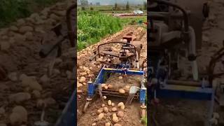 🥔🥔🌱#farming #vegestables #potato #satisfying #gardening #youtubeshorts @rupasanjya 🥔🌱😱😱