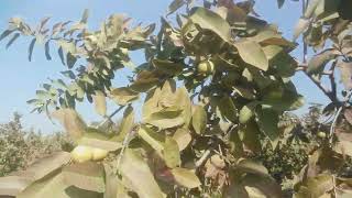 Amrood ke Tibbi Fawaid (Health Benefits Of Guava) امرود کے طبی فوائد By daily Labaik Tv