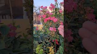 Colourful flowers at terrace garden | Summer blooms | Clubbing of similar natured plants #shorts