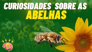 Curiosidades sobre as Abelhas 🐝