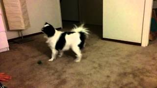 Nano pouncing a bottle cap