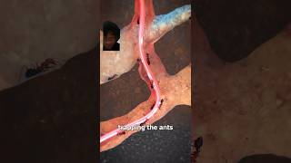 How an ant eater tongue works?