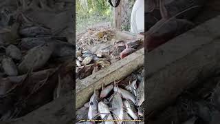 masang belat, jaring ikan hasilnya mantap