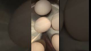 Boiling eggs sounds like baby chicks #shorts