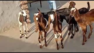 Desi beetal goats for sale in low price | 0305-9696708