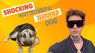 Helping A Fearful Dog- You’d Never Think How!