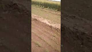 Seeder  Sowing effect of Chinese onion