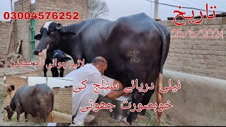 Neli Daryae Satlug ki khubsurat jhoi Live Chawai For Sale Okara Animal TV 26/6/2024