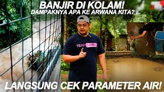 Hujan Deras! Kolam Arwana Banjir & Surut!, Apa dampaknya?