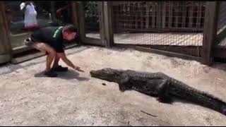 To close for comfort crocodile