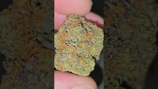 Coochie Runtz from Pusherz Pax Closeups 👀🔥