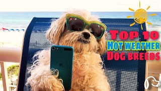 Top 10 Dogs For Hot Weather (2020) | Best Summer Dogs