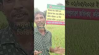 ধানের নমুনা শষ্য কর্তন #agriculture #কৃষি #farming #agriculturefarming