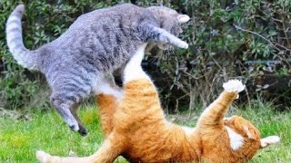 CHIENS VS CHATS COMBAT À MORT